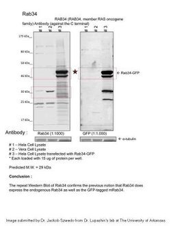 RAB34 Rabbit anti-Human, Polyclonal, Novus Biologicals 0.1ml; Unconjugated:Antibodies,